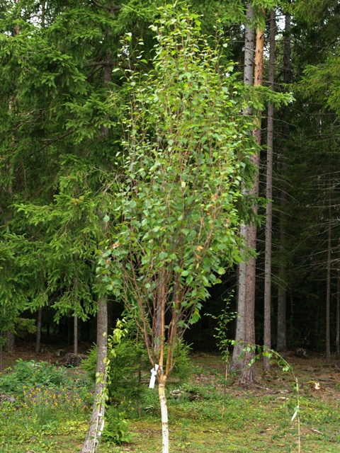 Береза бородавчатая (Вetula pendula, verrucosa - по-старому) 'Obelisk'
